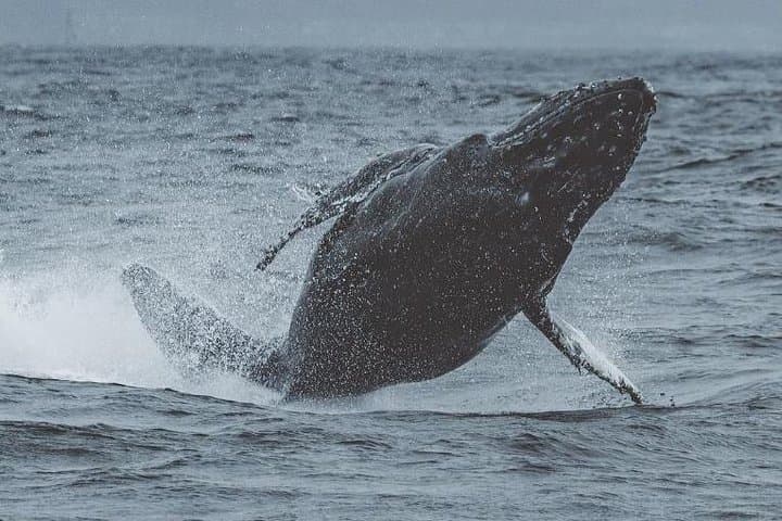 Experience Monterey Bay: A 3-Hour Whale Watching Adventure with Expert Naturalists photo 2