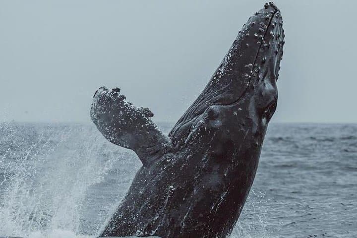 Experience Monterey Bay: A 3-Hour Whale Watching Adventure with Expert Naturalists photo 4