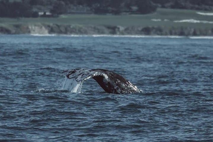 Experience Monterey Bay: A 3-Hour Whale Watching Adventure with Expert Naturalists photo 5