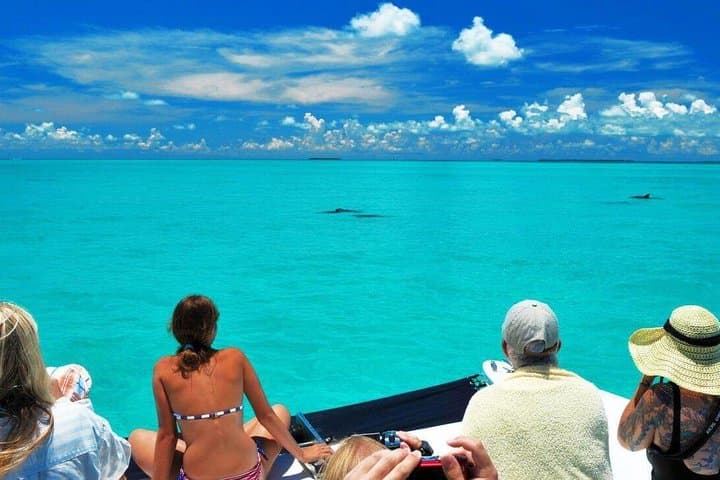 Key West Dolphin Watch and Snorkel Tour — Dolphin SMART Eco Adventure photo 2