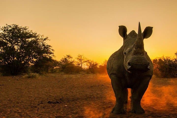 Inside Nairobi National Park: Wildlife Adventure Just Outside Kenya’s Capital photo 3