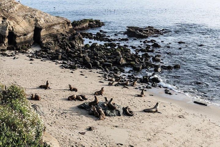San Diego Scenic Tour: La Jolla, Mt. Soledad, Coronado & Balboa Park in Half Day photo 5