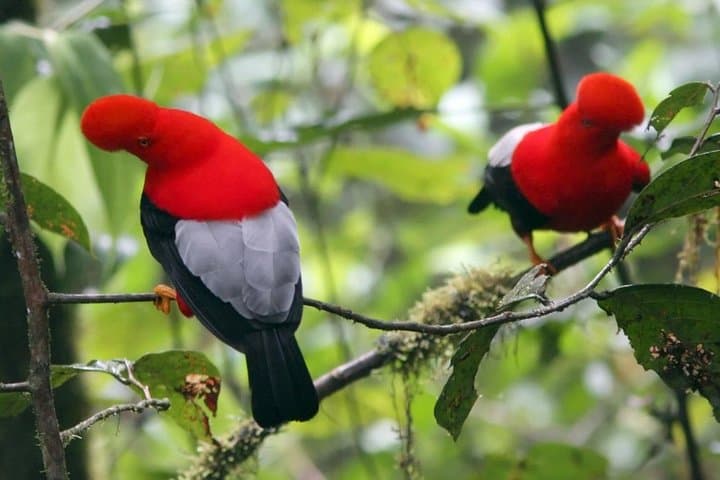 2-Day Private Mindo Cloud Forest Tour — Birding, Waterfalls & Adventure photo 4