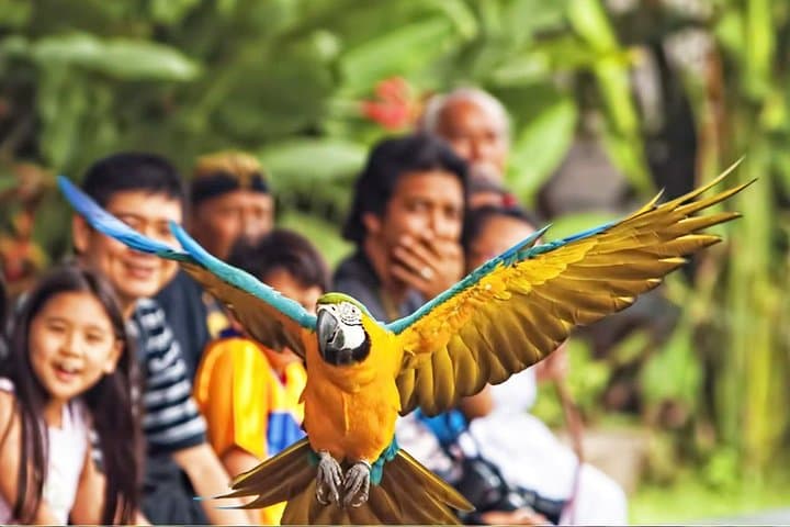 Meet the Feathered Residents: Visitor Guide to Bali Bird Park photo 6