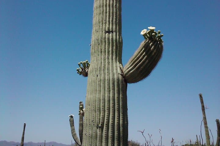 Exploring Arizona’s Apache Trail and Canyon Lake with Dolly Steamboat photo 3