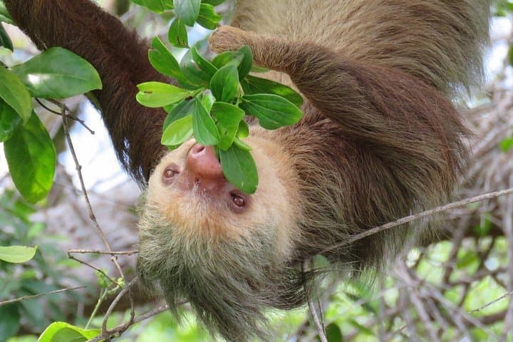 San Jose Day Trip to Sloth and Wildlife Rescue Center photo 3