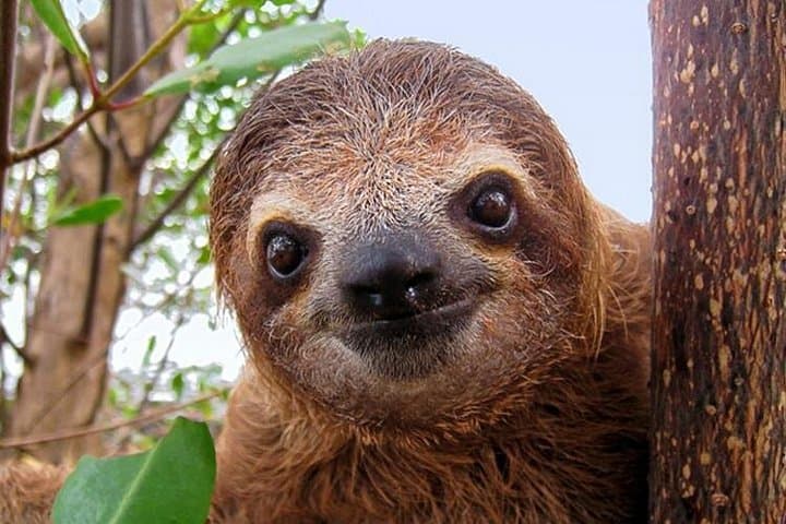 San Jose Day Trip to Sloth and Wildlife Rescue Center photo 4