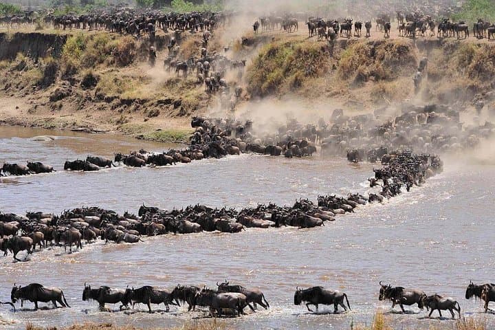 Witness the Great Wildebeest Migration: 6-Day Serengeti Safari photo 3