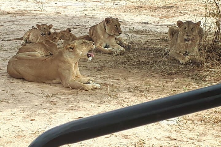 Day Trip to Tarangire National Park — Best Chance for Big Cats and Elephants photo 2