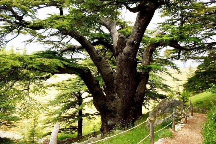 Cedars of Lebanon & Qadisha Valley Day Tour from Beirut photo 1