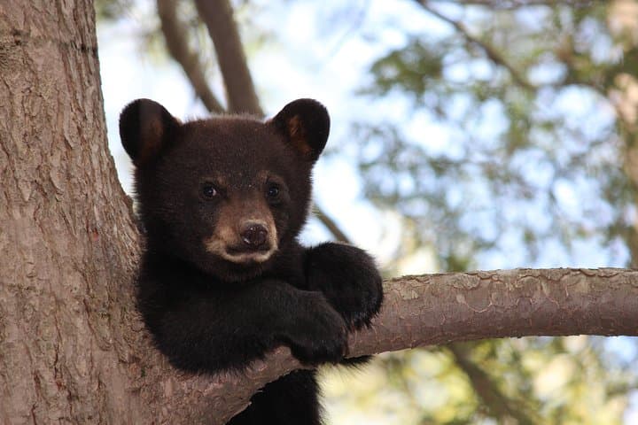 Yellowstone & Grand Teton 4-Day Wildlife Adventure: Lamar Valley to Old Faithful photo 4