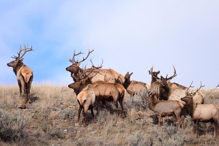 Yellowstone & Grand Teton 4-Day Wildlife Adventure: Lamar Valley to Old Faithful photo 5