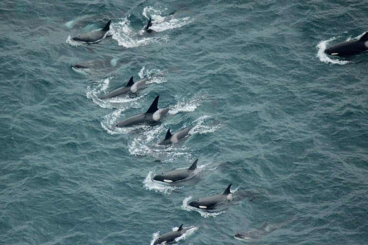 Kaikoura Whale Watching Flight: Aerial Sperm Whale Tours & Coastal Views photo 3