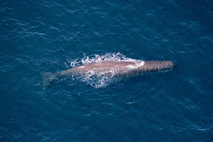 Kaikoura Whale Watching Flight: Aerial Sperm Whale Tours & Coastal Views photo 6