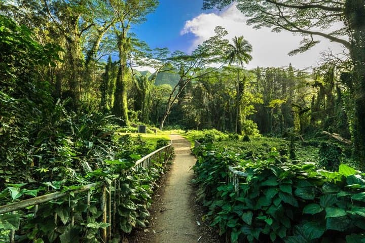 Manoa Falls Hike: Self-Guided Nature Walk to Oahu's Tallest Accessible Waterfall photo 3