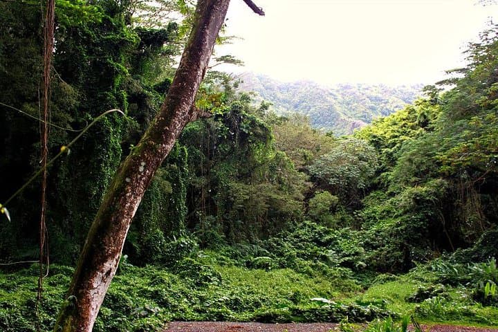 Manoa Falls Hike: Self-Guided Nature Walk to Oahu's Tallest Accessible Waterfall photo 5