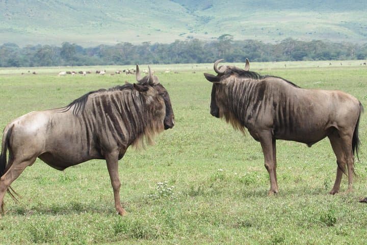 Witness the Great Wildebeest Migration: 6-Day Serengeti Safari photo 1