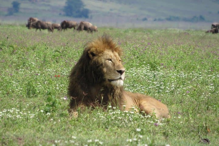 Witness the Great Wildebeest Migration: 6-Day Serengeti Safari photo 2