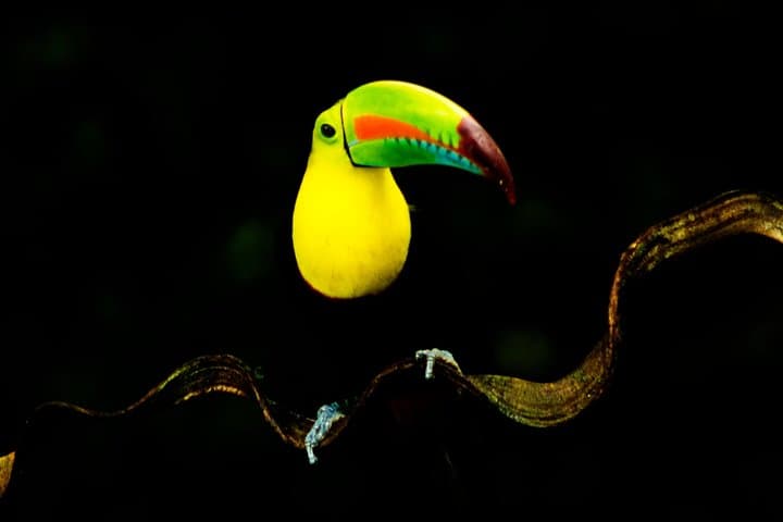 Safari Floating on Peñas Blancas River — La Fortuna Wildlife Float Tour photo 5