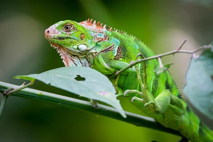 Private Manuel Antonio Park Tour — Beaches, Monkeys & Guided Wildlife Walk photo 2
