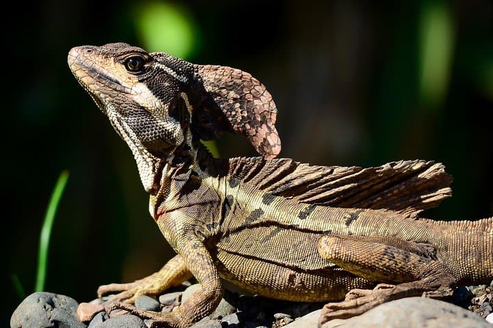 Manuel Antonio Guided Nature Walk: Wildlife, Beaches & Expert Naturalists photo 6