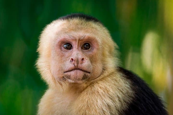 Private Manuel Antonio Park Tour — Beaches, Monkeys & Guided Wildlife Walk