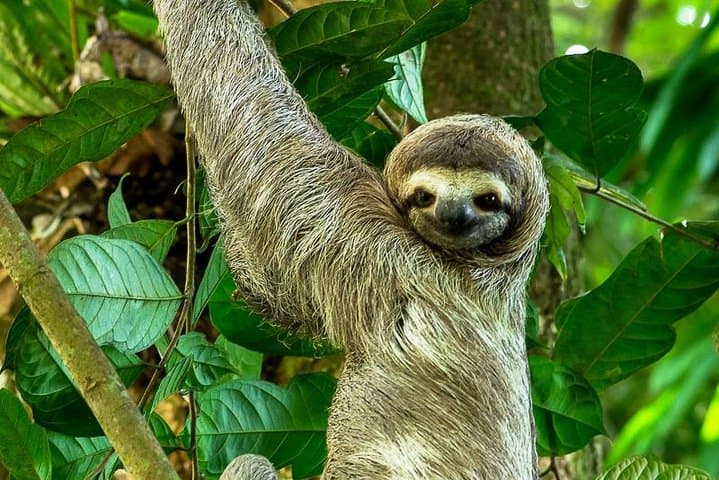 Manuel Antonio Guided Nature Walk: Wildlife, Beaches & Expert Naturalists