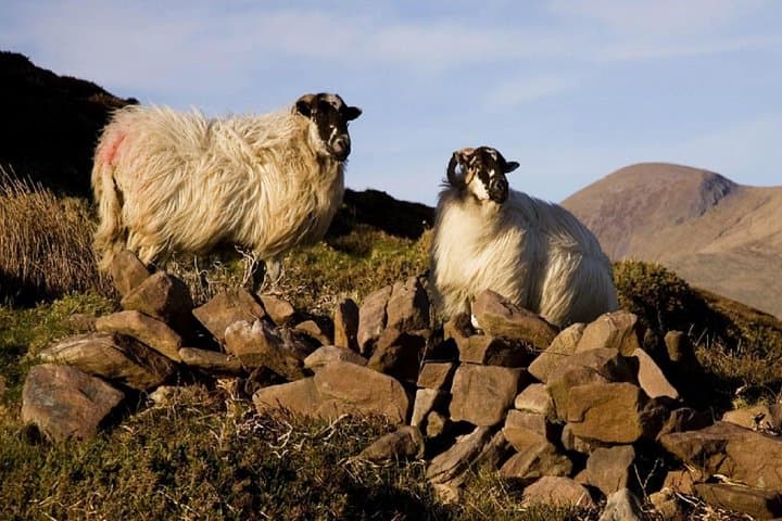 6-Day All-Ireland Tour from Dublin | Giant's Causeway, Cliffs of Moher & Dingle Peninsula photo 2