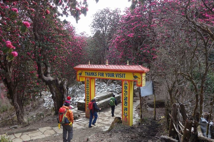 Poon Hill Trek: Sunrise Views Over the Annapurna Range from Pokhara photo 5