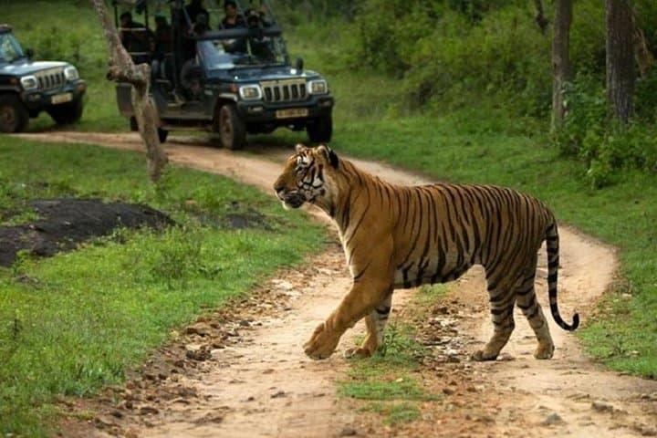 Ranthambhore Day Safari from Jaipur — Afternoon Gypsy Ride & Wildlife Viewing photo 2