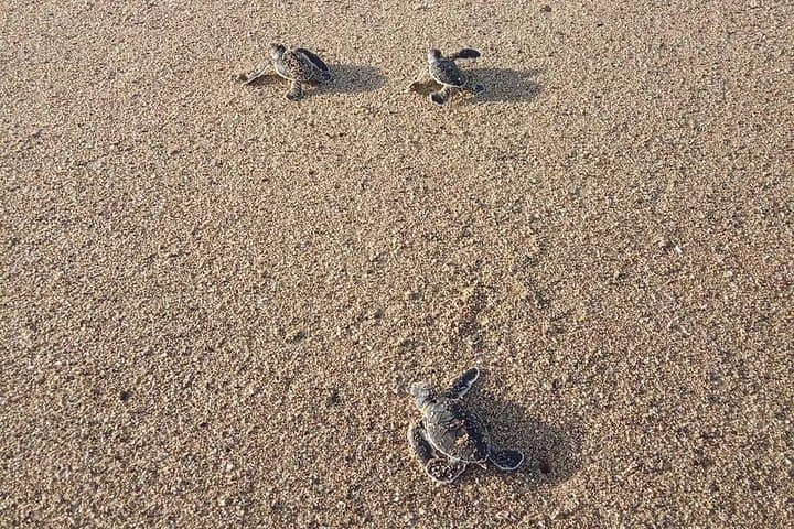 Sukamade Turtle Beach Night Tour — 2-Day Nesting & Hatchling Release photo 3