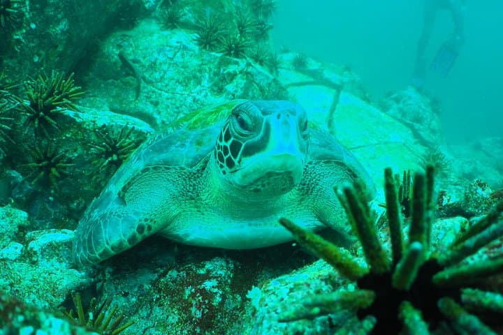 5-Day Galapagos Luxury Island Hopping: Snorkeling, Tortoises & Los Túneles photo 3