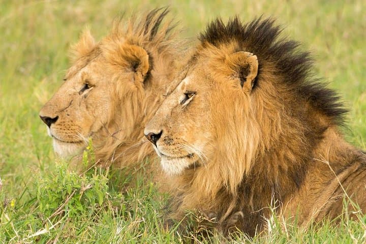 Exploring Nairobi National Park: The Perfect Safari During an Airport Layover photo 4