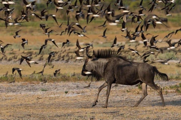 Full-Day Akagera Safari from Kigali: Game Drive & Lake Ihema Boat Trip photo 1
