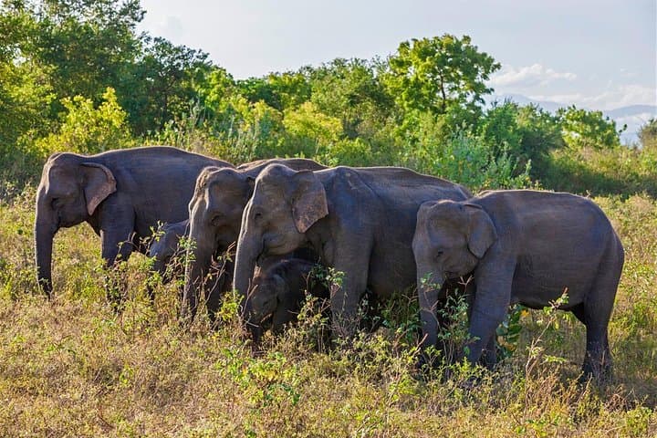 Udawalawe Full-Day Elephant Safari from Hambantota with Lunch