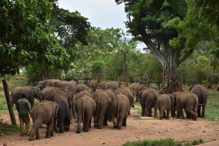 Udawalawe Full-Day Elephant Safari from Hambantota with Lunch photo 4