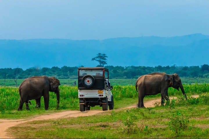 Udawalawe Full-Day Elephant Safari from Hambantota with Lunch photo 2