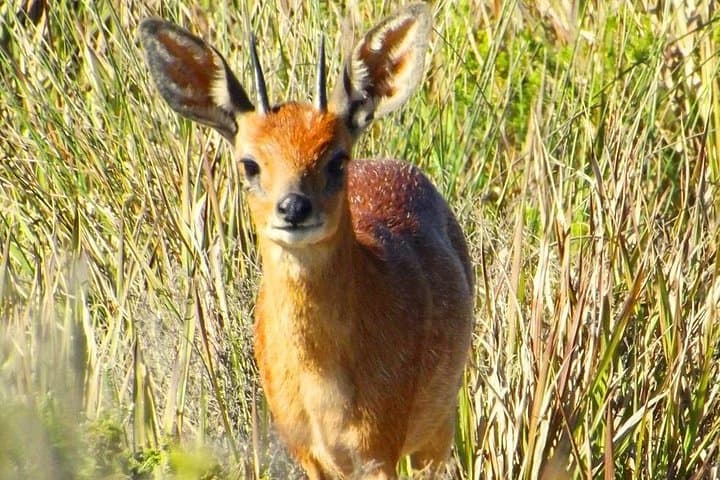 Cape Recife Lighthouse & Grysbok 4x4 Reserve Tour — Algoa Bay Day Trip photo 3