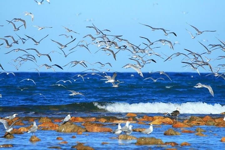 Cape Recife Lighthouse & Grysbok 4x4 Reserve Tour — Algoa Bay Day Trip photo 4