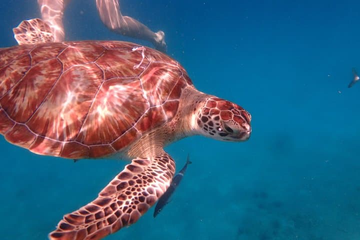 Bridgetown Catamaran Cruise: 5-Hour Snorkel with Turtles & Shipwrecks photo 4
