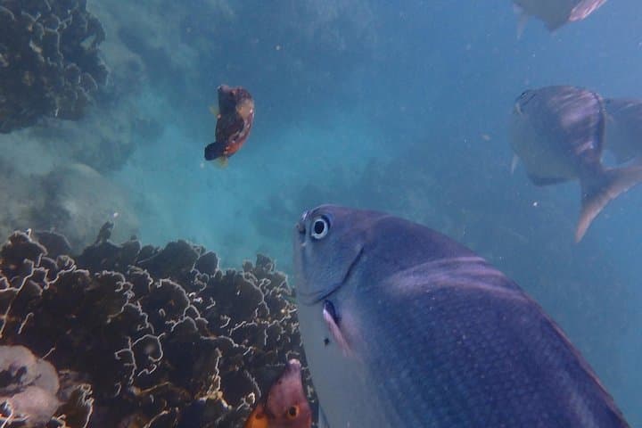 Bridgetown Catamaran Cruise: 5-Hour Snorkel with Turtles & Shipwrecks photo 6