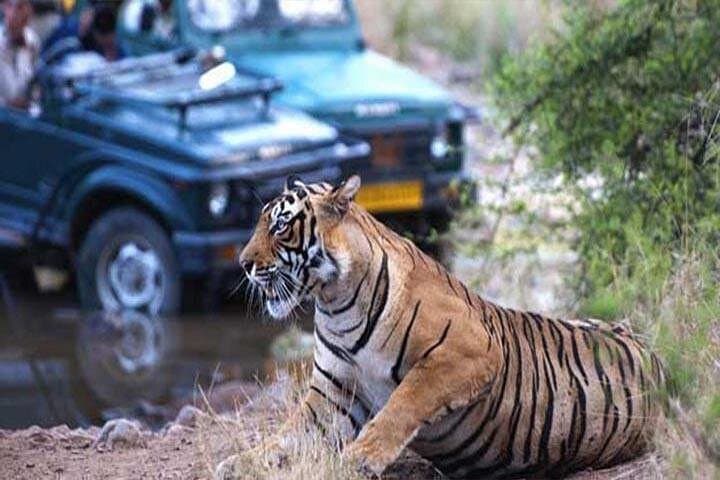 Golden Triangle & Ranthambore Tiger Safari: 7-Day Cultural and Wildlife Circuit photo 1