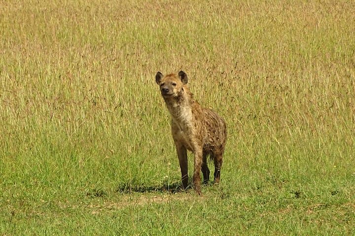 3-Day Masai Mara Safari: Big Five Game Drives, Wildebeest and Camp Stays photo 5