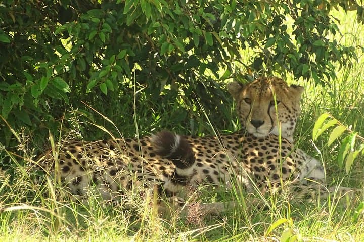 3-Day Masai Mara Safari: Big Five Game Drives, Wildebeest and Camp Stays photo 4