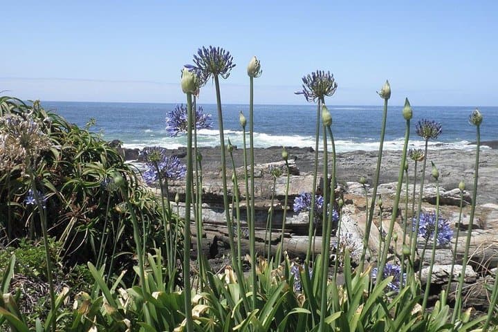 Garden Route Day Trip from Port Elizabeth to The Crags — Tsitsikamma, Monkeyland & Birds of Eden photo 2