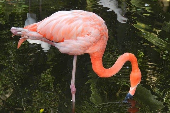 Garden Route Day Trip from Port Elizabeth to The Crags — Tsitsikamma, Monkeyland & Birds of Eden photo 4