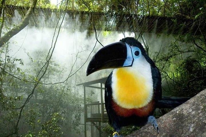 Garden Route Day Trip from Port Elizabeth to The Crags — Tsitsikamma, Monkeyland & Birds of Eden photo 5