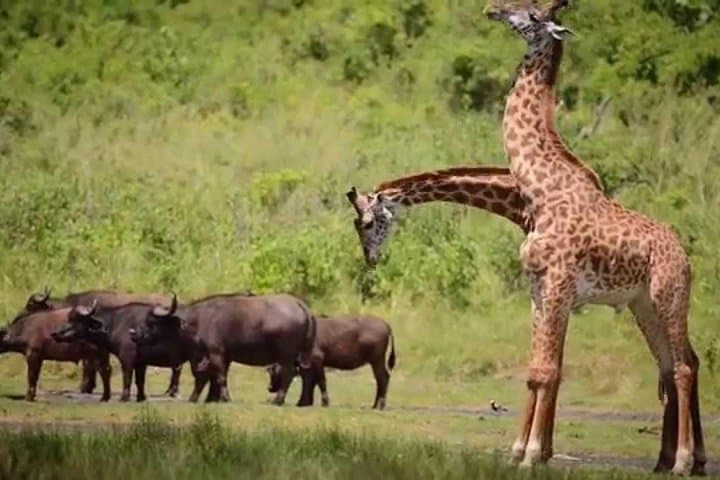 6-Day Masai Mara Wildebeest Migration Safari: Big Five & River Crossings photo 6