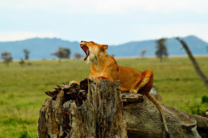 4-Day Shared Safari: Ngorongoro, Tarangire, Manyara & Arusha National Parks