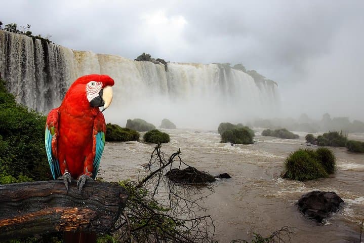 Iguazu Falls Brazilian Side: Panoramic Catwalks & Devil's Throat Views photo 2